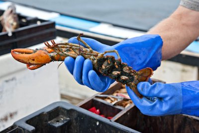 20120818-9800 Lob Eggs CascoBay ME.jpg