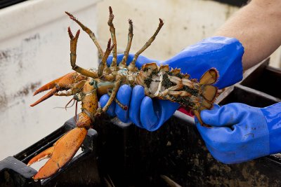 20120818-9852 Eggs CascoBay ME.jpg