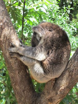 Koala at Healesville