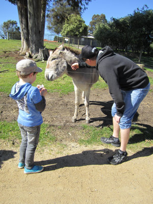 Stephen finally finds the donkey