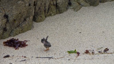 Black Oystercatchers