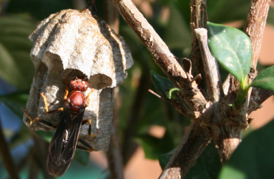 Red Wasp Nest.png