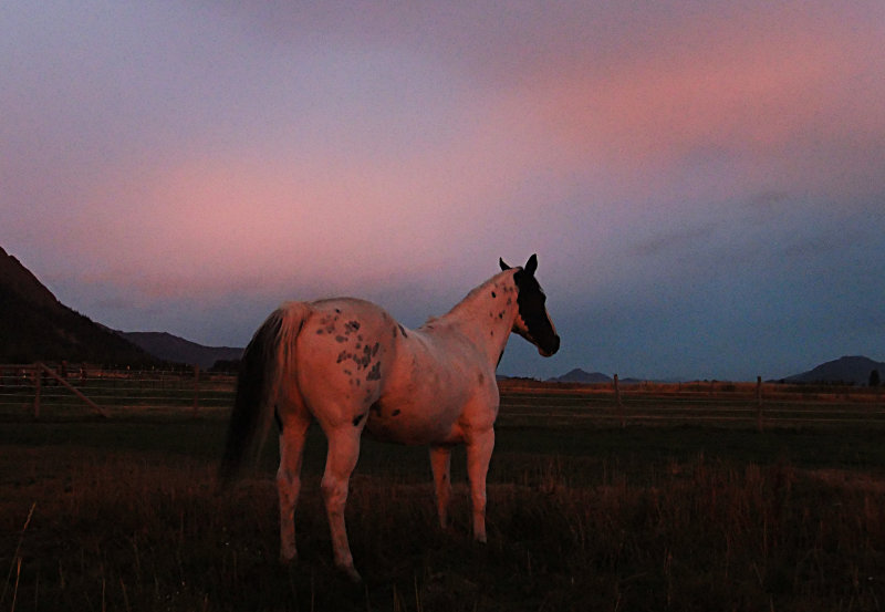 Mister at sunrise