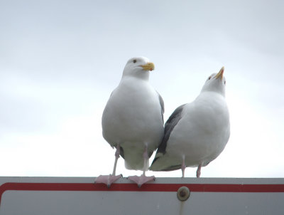 Mr and Mrs. Seagull