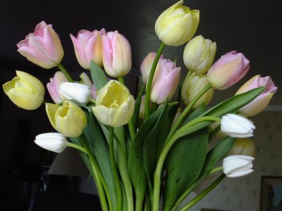 Mother's day tulips