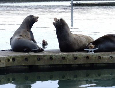 sea lion visit