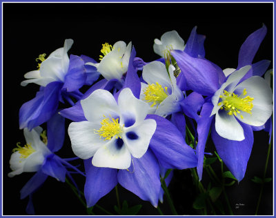 Blue columbine