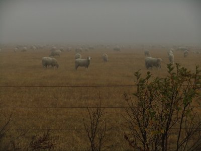 sheep on hay field stubble