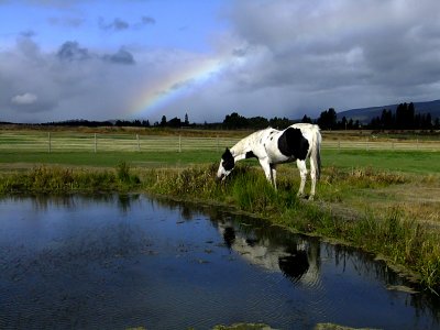 mister and rainbow