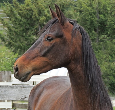 Shiloh