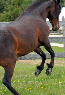 DSCN0701horse shoes.jpg