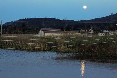 Moon on pond