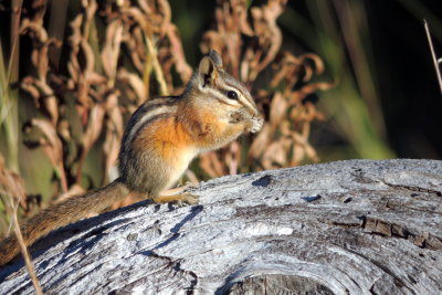 Chipmunk