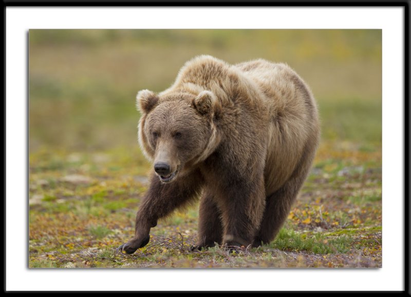 Grizzly Alaska 2011 #6