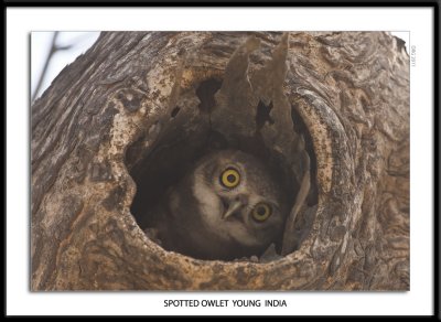 Spotted Owlet Young India 2011.jpg