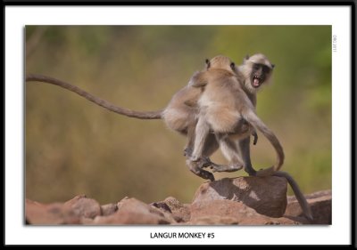 Langur Monkey 5 India 2011.jpg