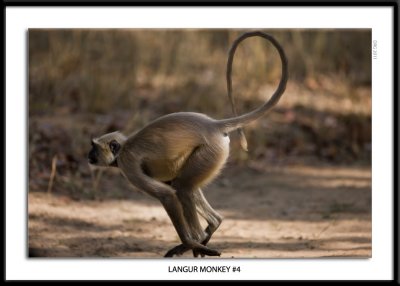Langur Monkey 4 India 2011.jpg