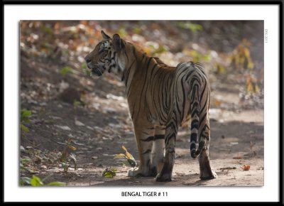 Bengal Tiger 11 2011.jpg