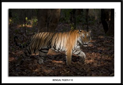 Bengal Tiger 10 2011.jpg