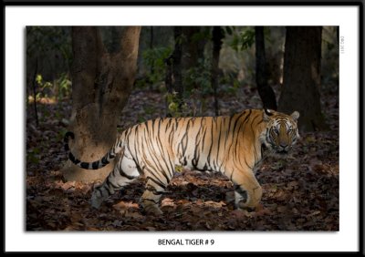 Bengal Tiger 9 2011.jpg