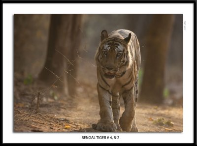 Bengal Tiger 4  B-2.jpg