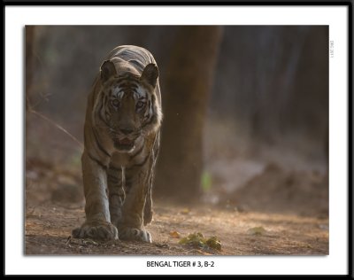 jndia_2011_tigers