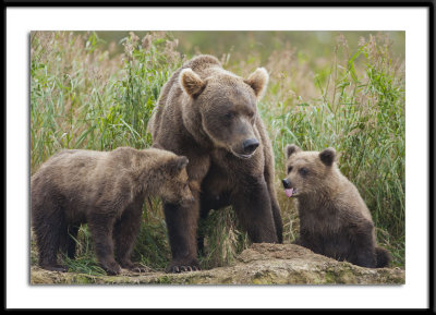 Grizzly Family Alaska 2011 #5