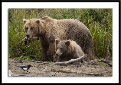 Alaska 2011 Grizzly and Magpie #33