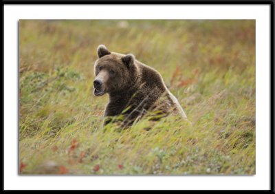 Alaska 2011 Grizzly Watch #32