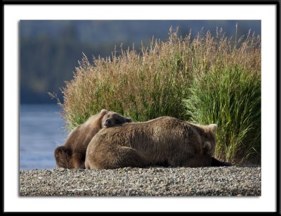 Alaska 2011 Grizzly and Cub Snooze #31