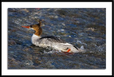 Alaska 2011 Merganser #30