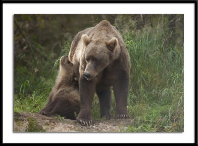 Grizzly and Cub Alaska #7