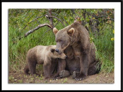 Grizzly and Cub Alaska 2011 #8