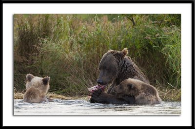 Grizzly Family Alaska 2011 #9