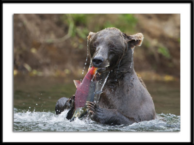 Kodiak Bear 2011 #3