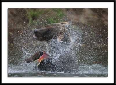 Alaska Kodiak Bear 2011 #2