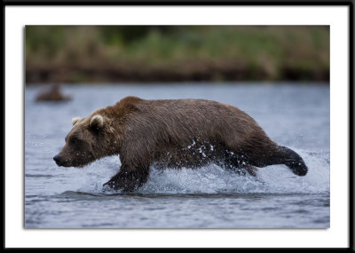 Brown Bear Alaska 2011 Fishing #11