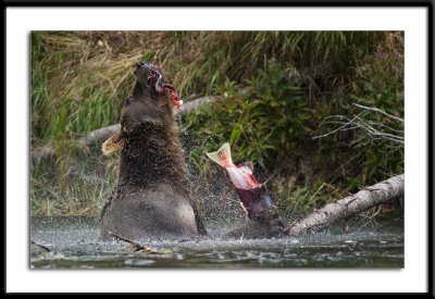 Grizzly Meal Alaska 2011 #17