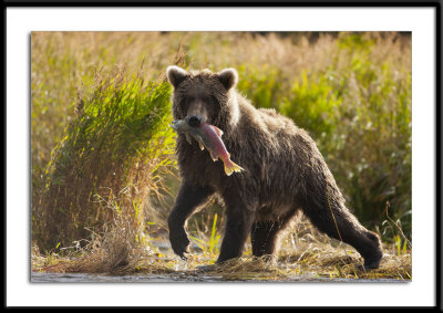 Brown Bear Alaska 2011 The Prize #15