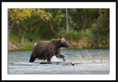 Alaska 2011 Bear Patrol #28