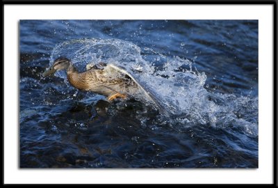 Teal Alaska 2011 #18