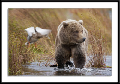 Grizzly Alaska 2011 Duck #20