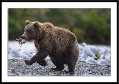 Grizzly Alaska 2011 Got One #22