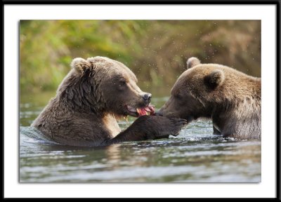 Brown Bears Alaska 2011 Sharing #23