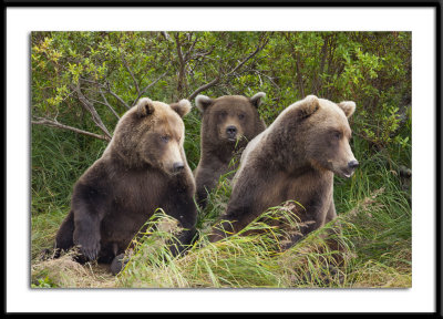Kodiaks Alaska 2011 Lookout #24