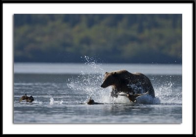 Grizzly Alaska 2011 Playfull Romp #25
