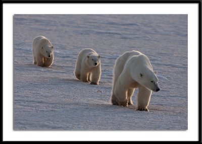 Polar Bear Parade