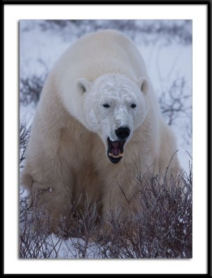 Polar Bear Yawn