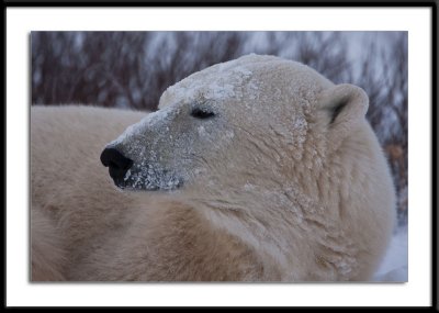 Polar Bear Profile