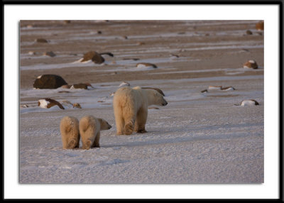 Polar Bear Following Mom